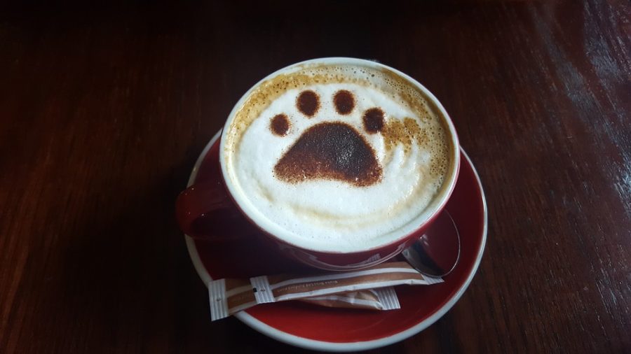 A+paw+print+on+a+cup+of+coffee+%28photo+from+creative+commons%29
