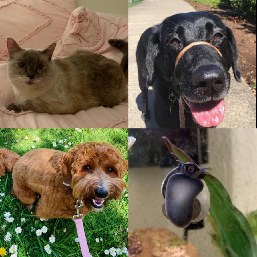 Ella, Nika, Poppy and Phillip are beloved pets of WBN staff. Take the quiz to find which you are most like.