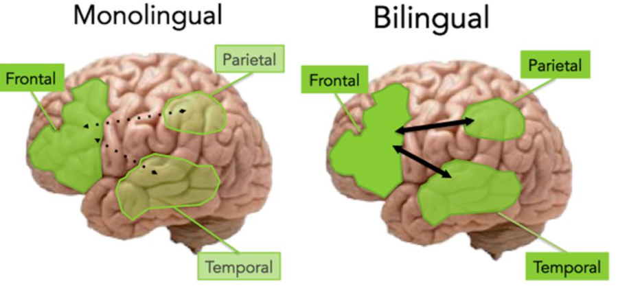 Image exemplifying differences between Monolingual and Bilingual brains. Bilingual students may have learning advantages over monolingual students.