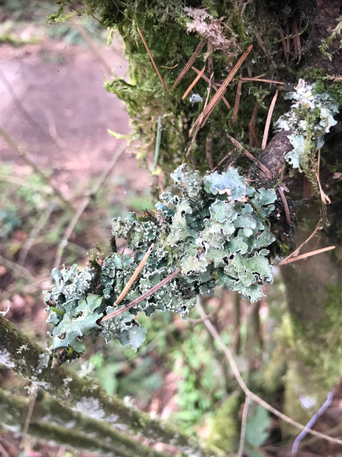 Rubi Martin studies lichen around Wilsonville