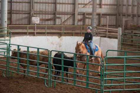 Meagan Harris (senior) is shown above penning cows. She and her horse, Coors, earned third place in this event. Photo courtesy of Jamie Harris.