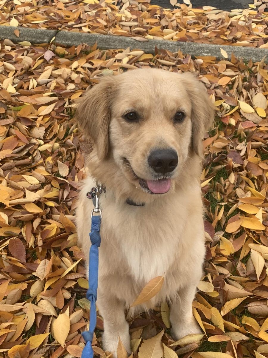 A golden retriever, Charlie, shows smiles in the fall leaves. She shows fall can have its upsides.