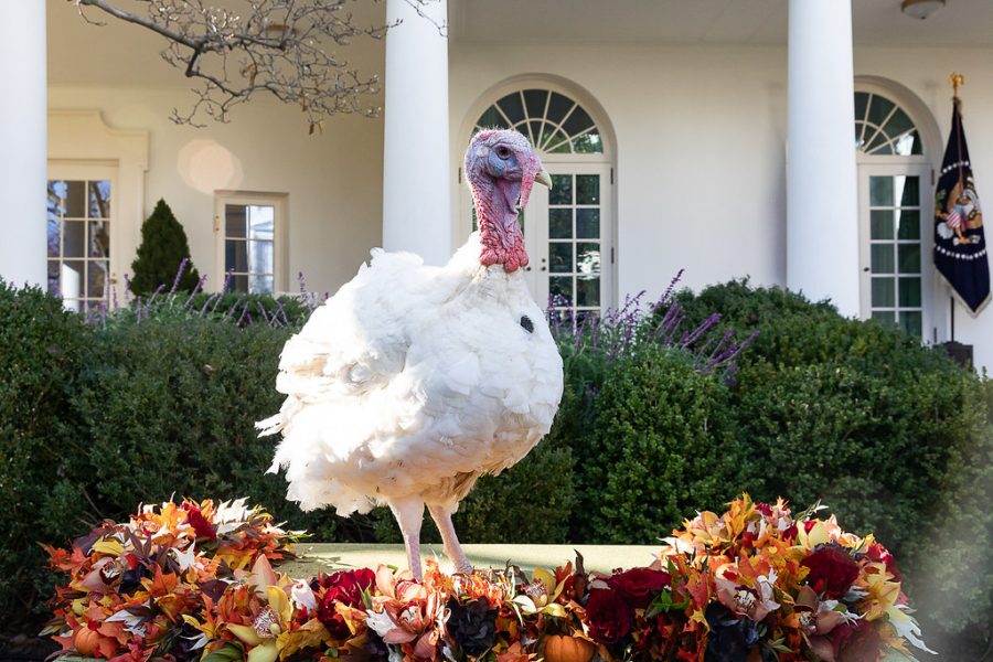 Give Peas a chance.  Peas,  the winner of the 2018 Turkey Pardon, poses in front of the White House.  