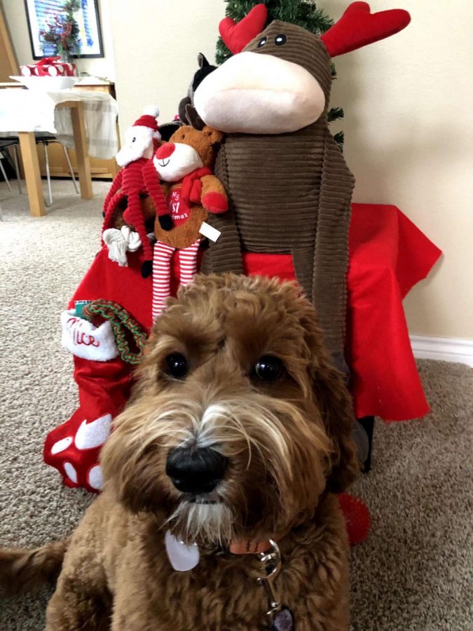 Poppy Glastra van Loon poses by her Christmas decor! Many Americans disagree on when to start decorating for the holidays.