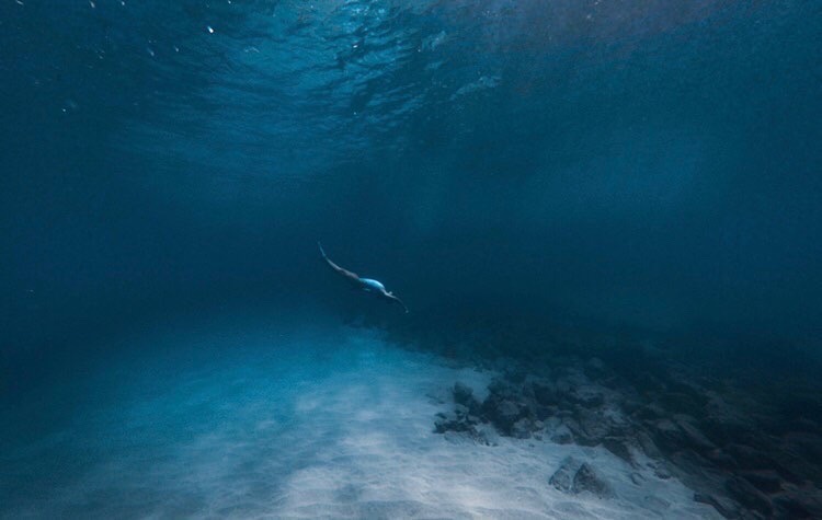 Diving in Oahu