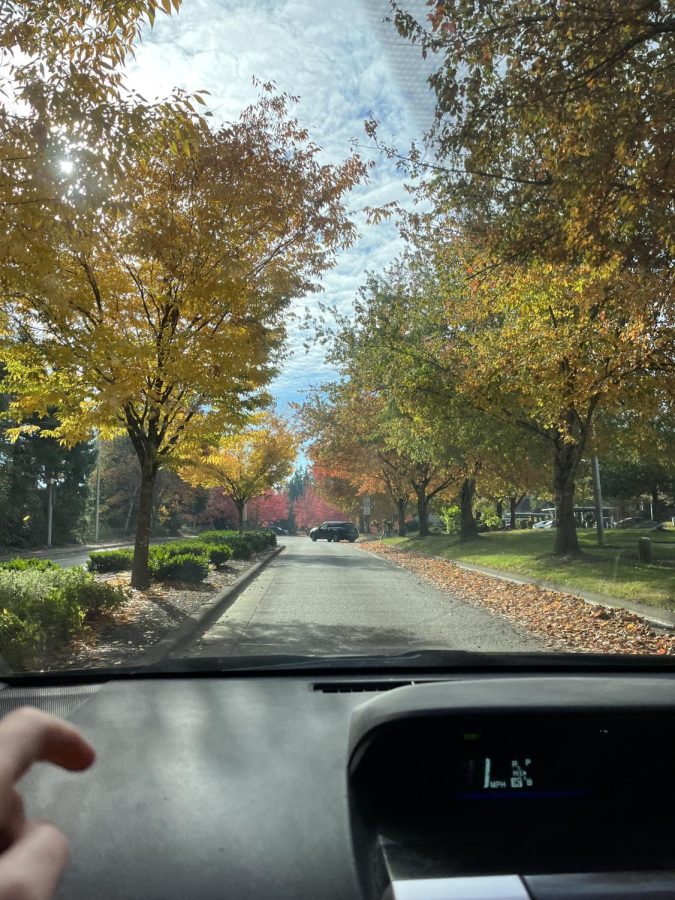 The first glimpses of fall! The yellowing trees greet you on your way out to lunch. 