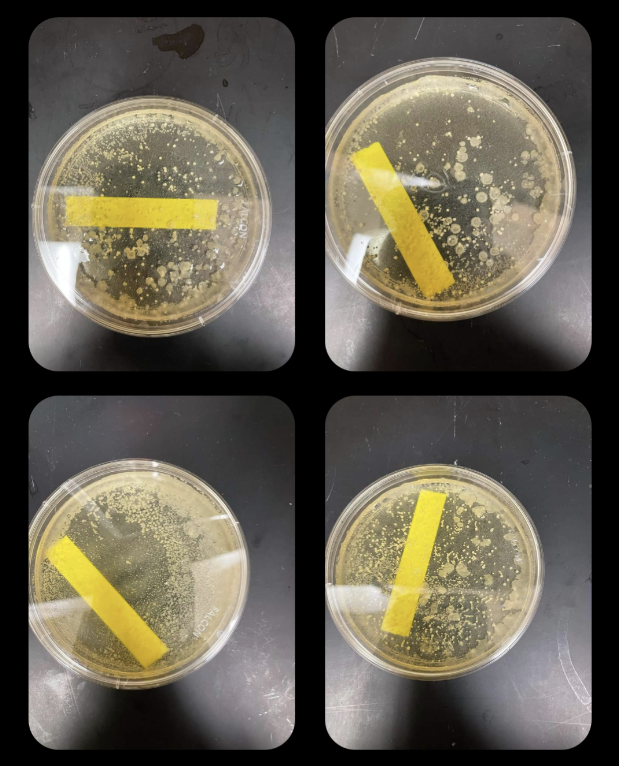 Petri dishes with facial moisturizing ingredients inside