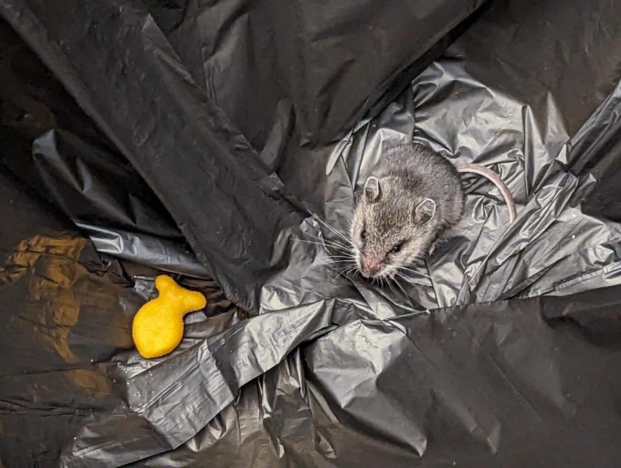 Benson in the trash bin, nibbling on his feeble provision of a single Goldfish cracker