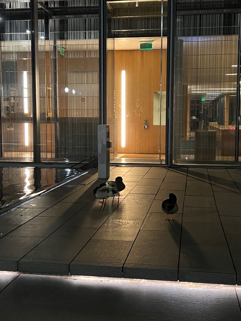 Ducks walking outside on the University of Oregon campus. Wild ducks don't have to worry about roommates, but they are an enjoyable presence as students walk to their classes.