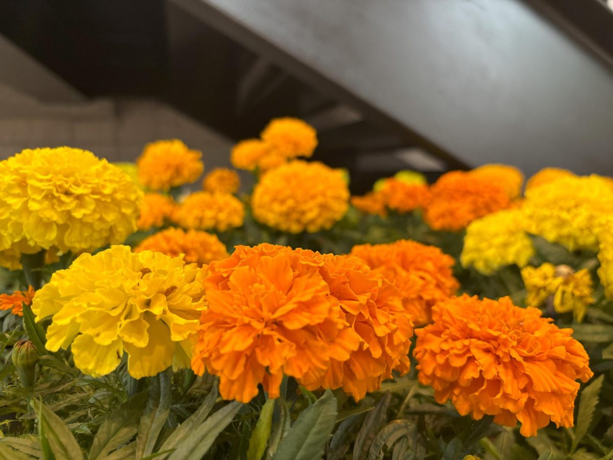 Cempasúchil, or marigolds, are used in Día de los Muertos to guide spirits back to the world of the living. Their vibrant petals create a path for souls to follow to the ofrendas, where they are honored with offerings.
