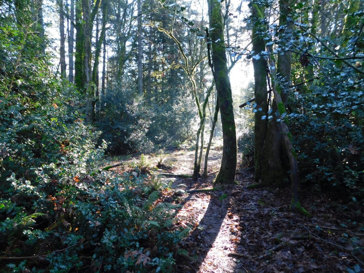 4.Students in photography often go throughout the forests taking very good pictures showing the different elements past the high school. The forest not only represents the beautiful nature of the state of Oregon but also shows the amazing nature in Wilsonville leading to the Williamite river.
