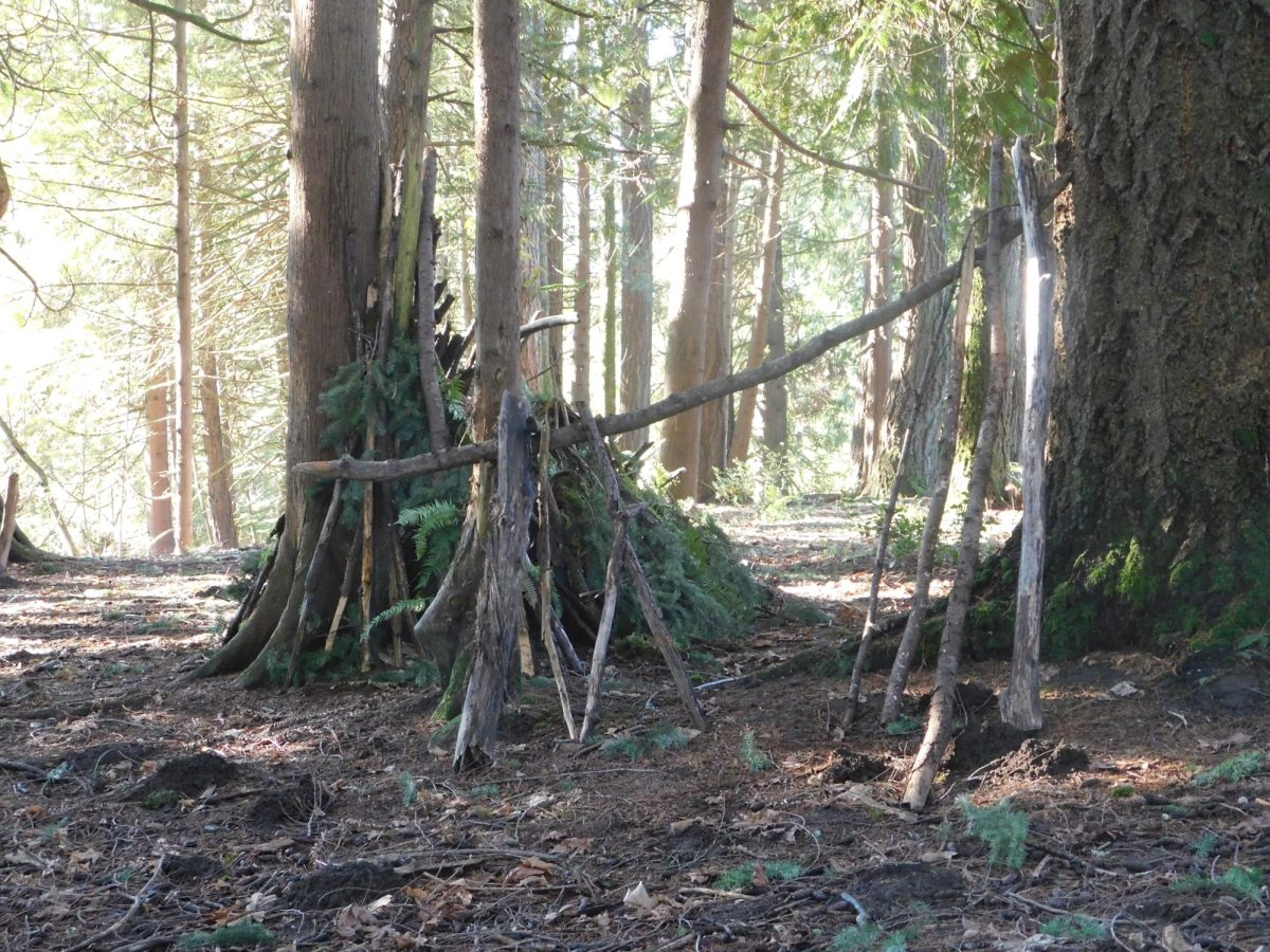 Past Wilsonville high schools lays a huge forest. Students will often explore making forts and taking in nature seeing 

