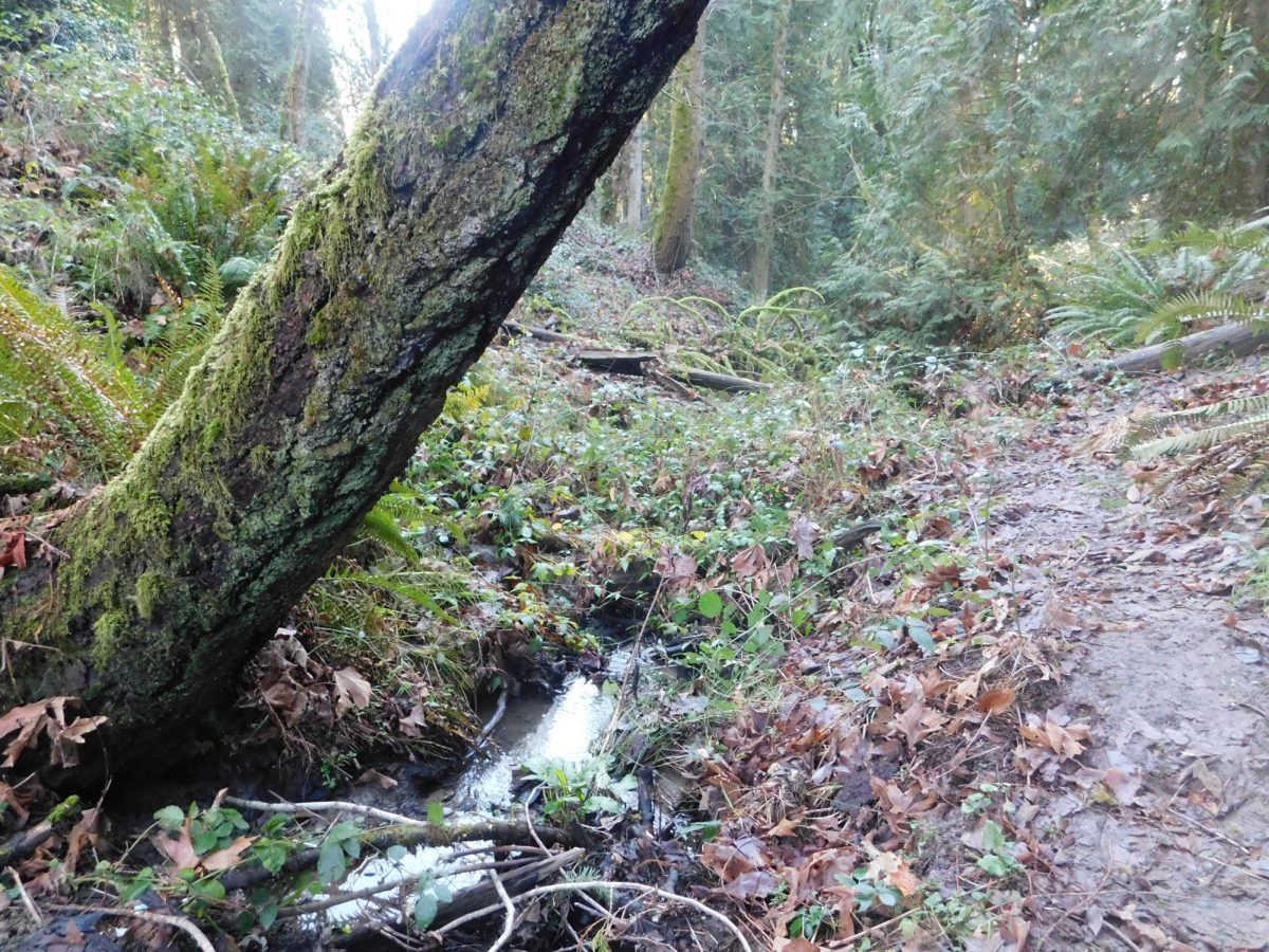 3. There are many little rivers and creeks with little creatures. 
