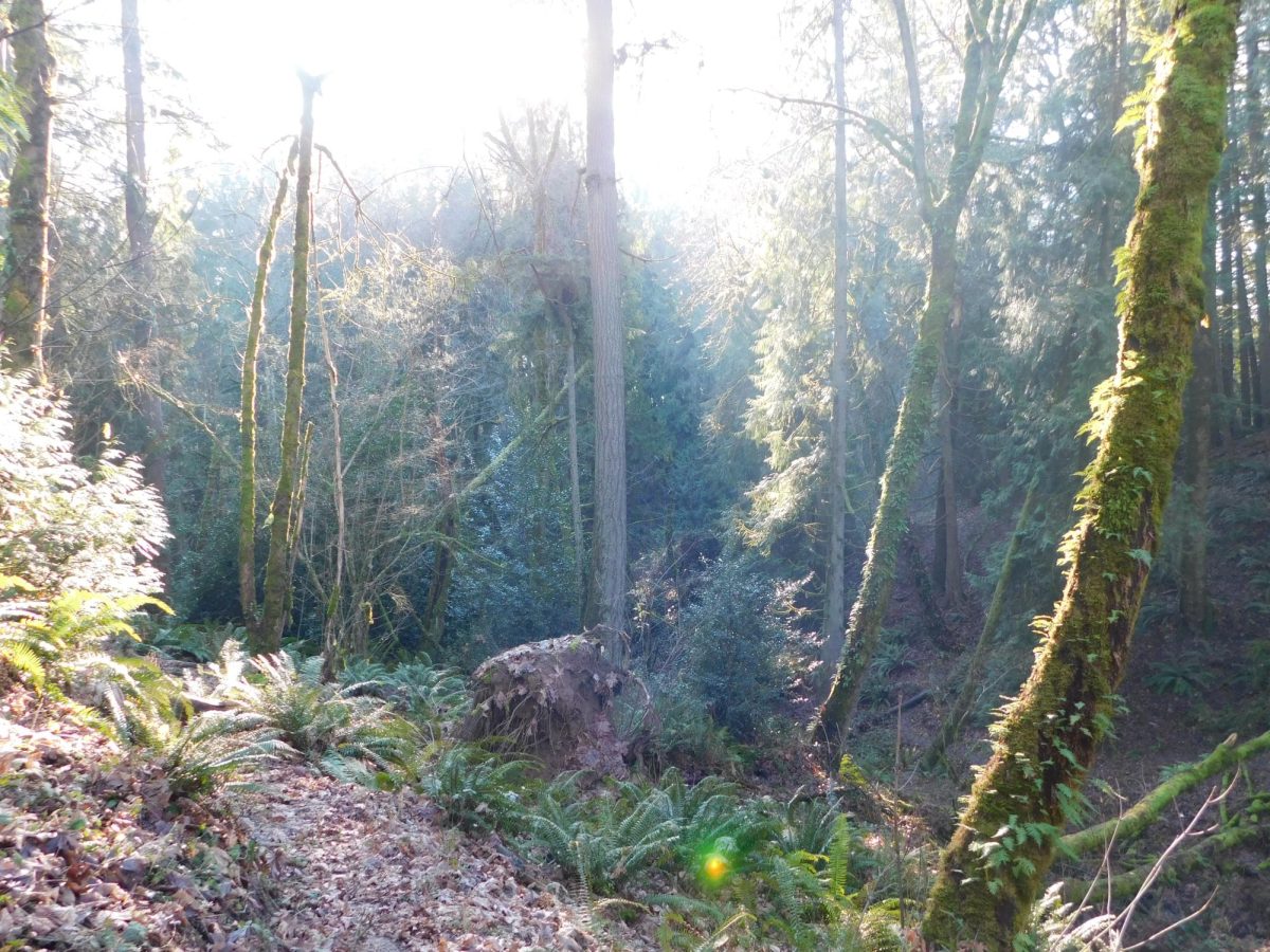  Past the varsity baseball fields shows the large forests leading to williamte river. Students often collect many soccer balls and baseballs past the fences. 

